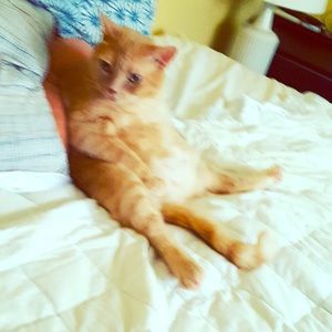 Meet your Posher, Samantha